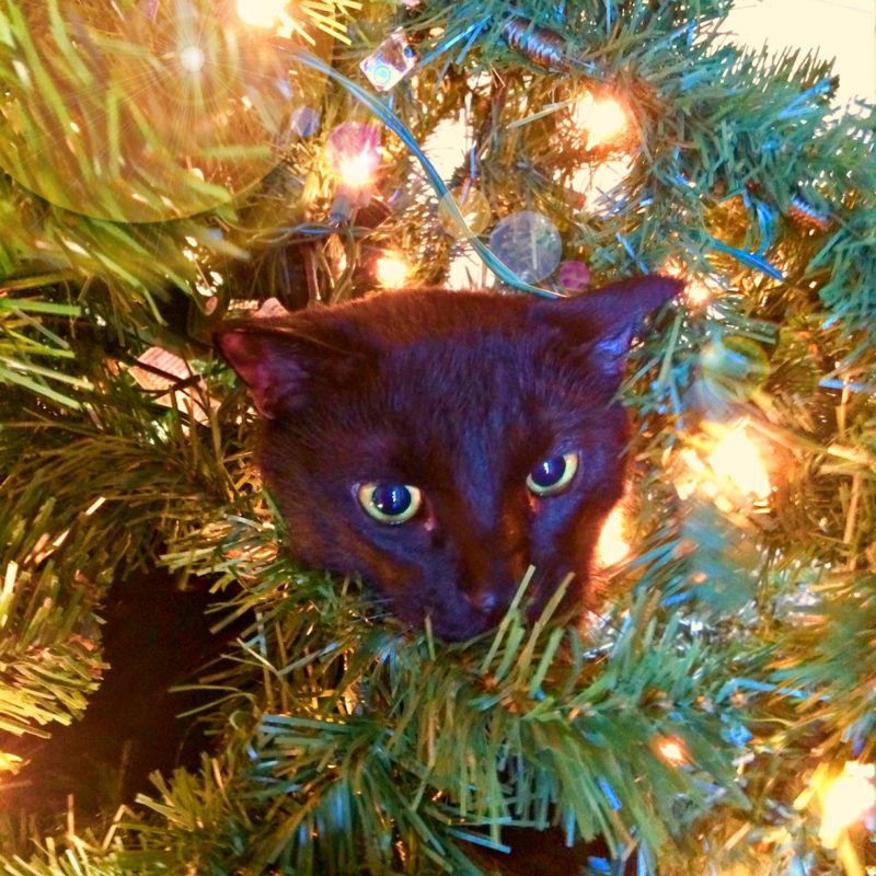The Attack of The Tree